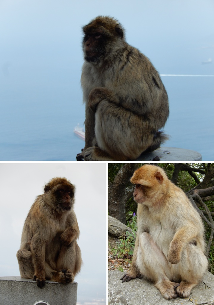 gibraltar 4 urlop na etacie