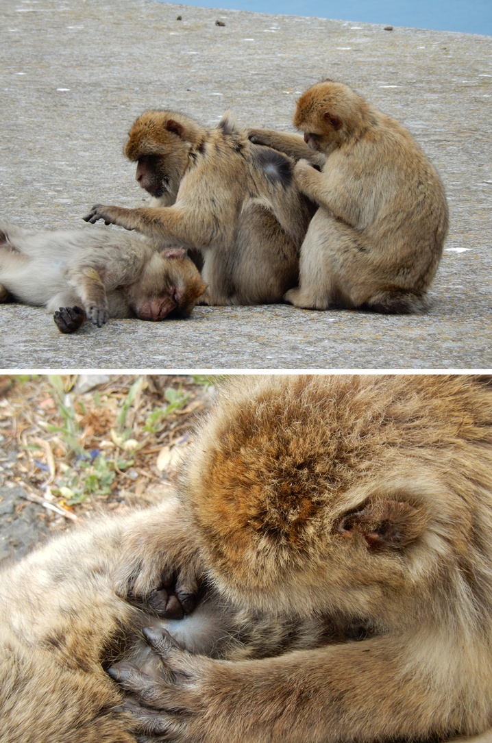 gibraltar 6 urlop na etacie