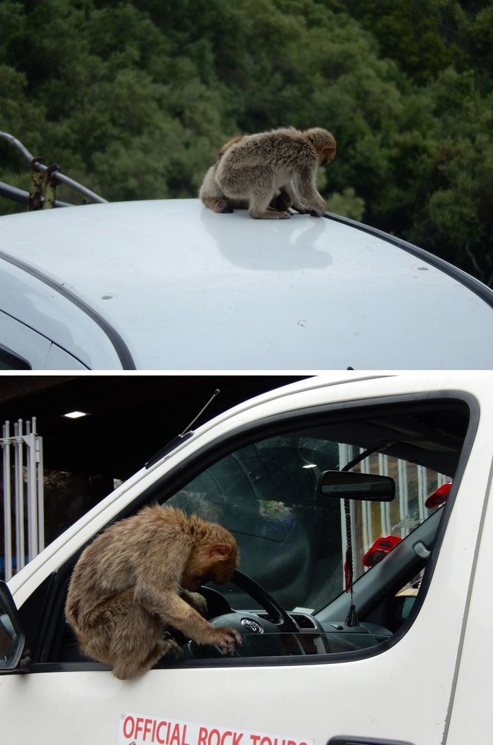 gibraltar 8 urlop na etacie