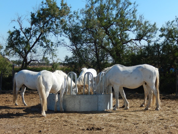 marie 12 urlop na etacie