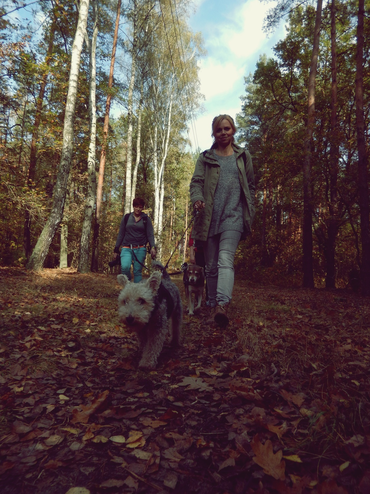 Amstaff Azyl