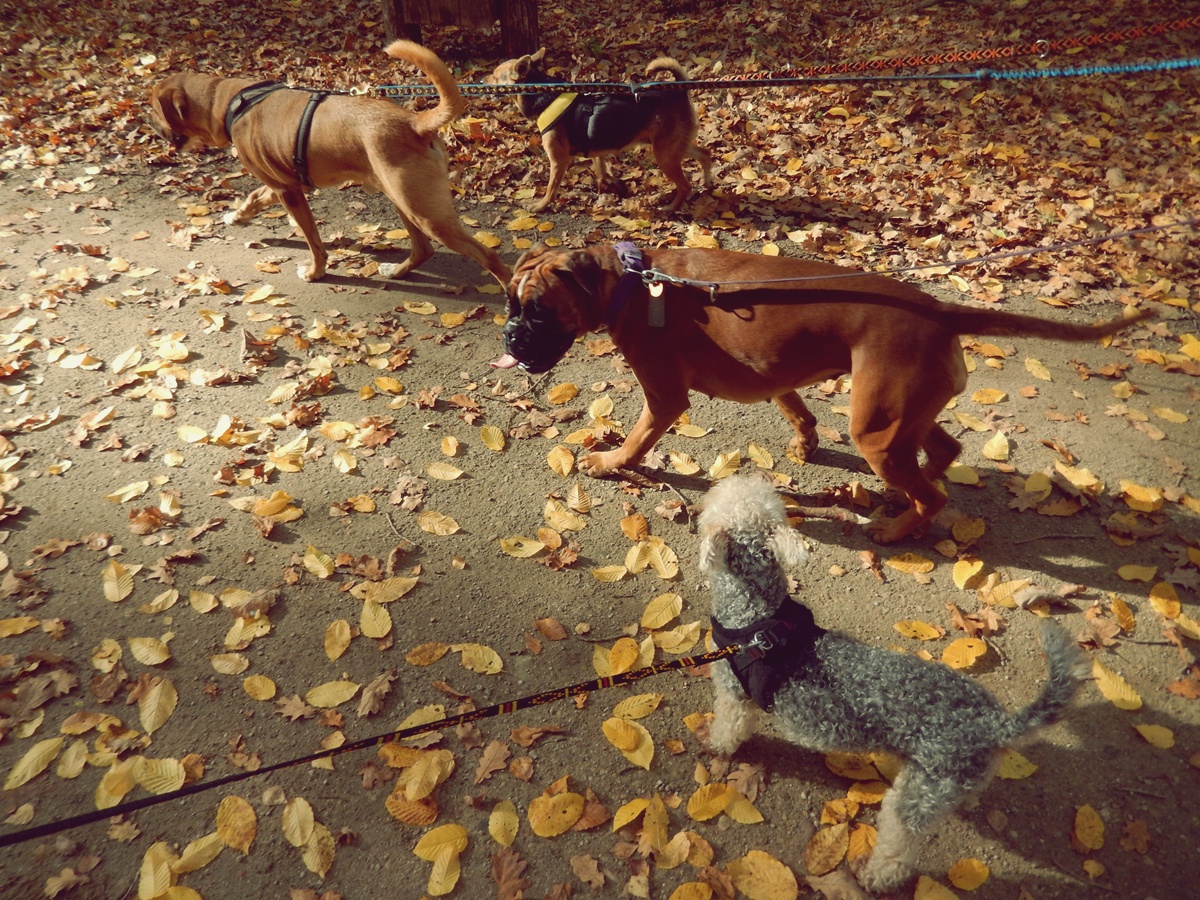 Amstaff Azyl