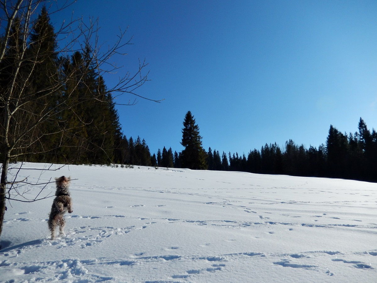 Bukowina Tatrzańska