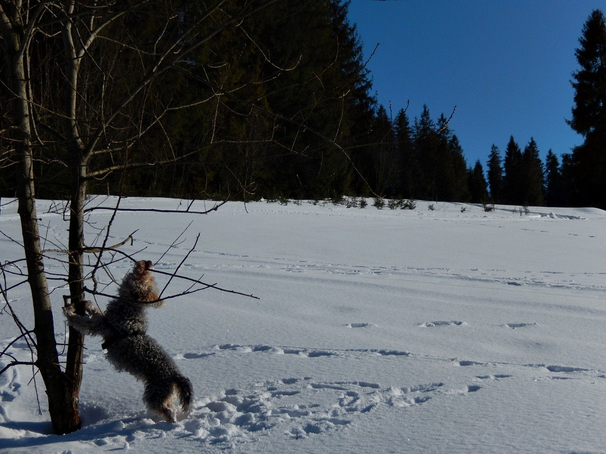 Bukowina Tatrzańska