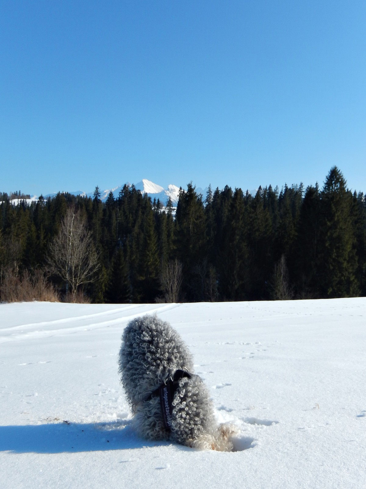 Bukowina Tatrzańska