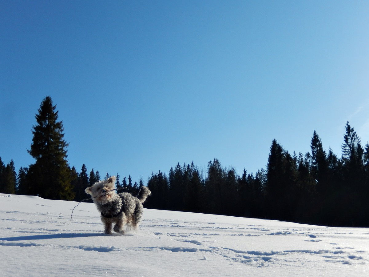 Bukowina Tatrzańska