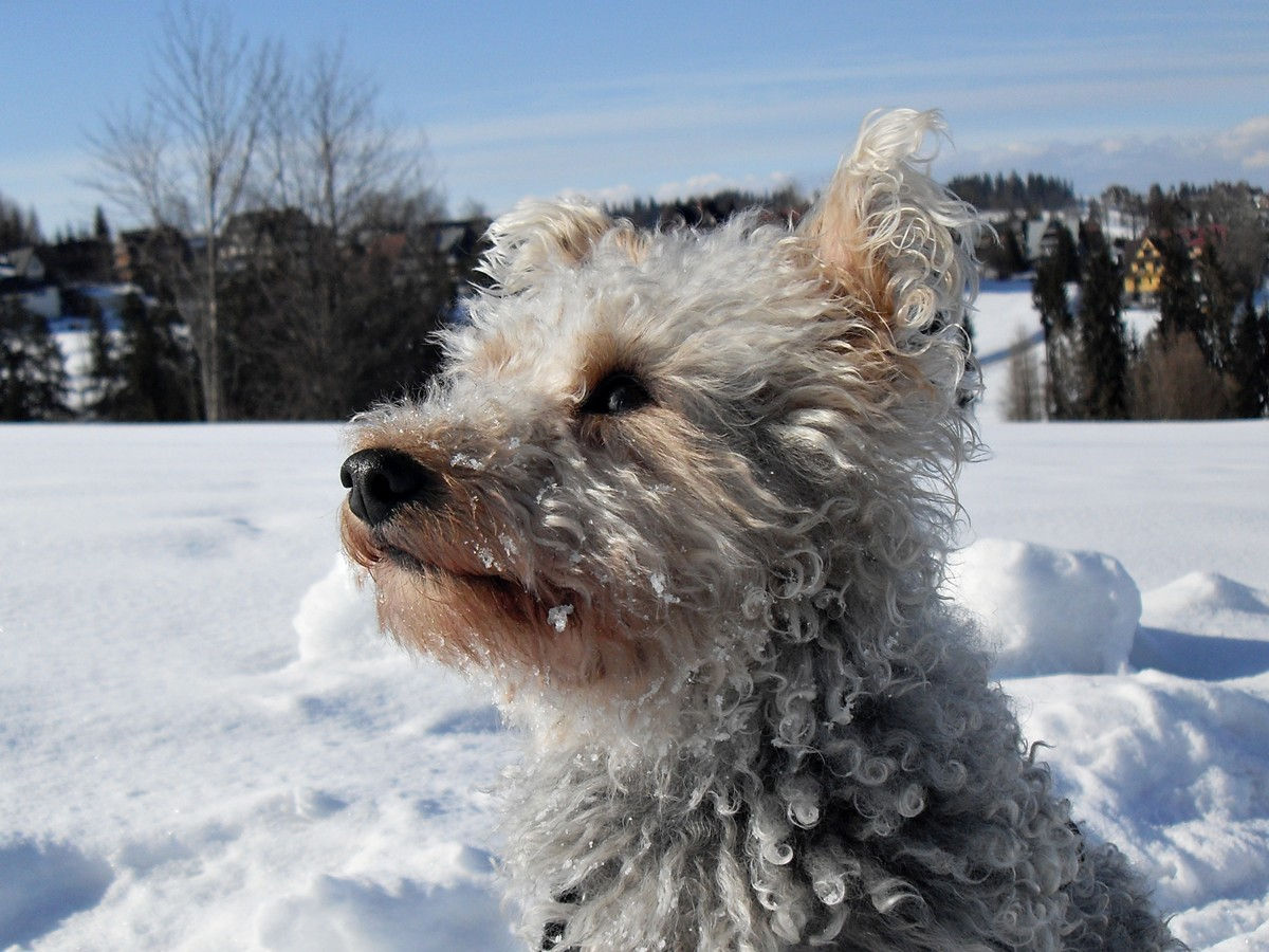 Bukowina Tatrzańska